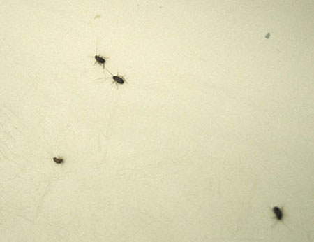 cockroaches