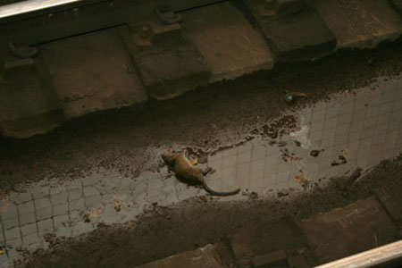 dead_rat