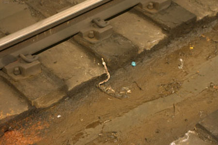 dead_rat_bones