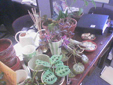 plants1