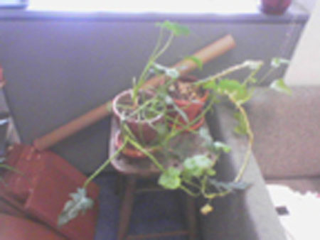 plants2