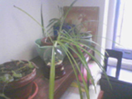 plants3