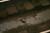 dead_rat