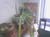 plants3